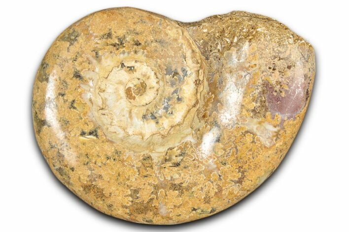 Jurassic Ammonite (Euaspidoceras) Fossil - Madagascar #349162